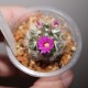 Mammillaria laui dasyacantha