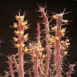 Euphorbia eyassianna 