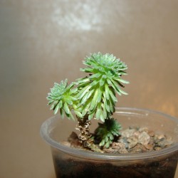 Sedum multiceps