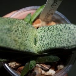 Gasteria armstrongii Crocodile