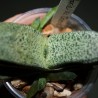 Gasteria armstrongii Crocodile