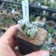 Crassula alstonii