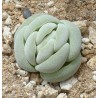 Крассула Crassula alstonii - Галерея