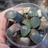Haworthia springbokvlakensis