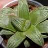Хавортия Haworthia splendens Hakuja hybr