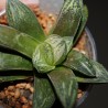 Haworthia splendens Hakuja hybr