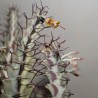 2404 Euphorbia greenwayi - черенок