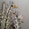 Эуфорбия Euphorbia greenwayi - черенок