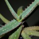 Aloe cameronii