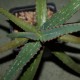 Aloe cameronii