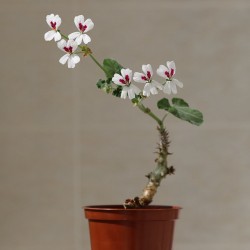 Pelargonium echinatum