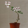 Pelargonium echinatum - черенок