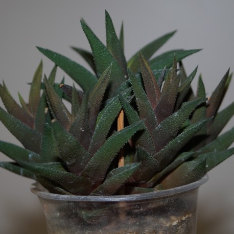 Haworthia tortuosa