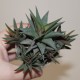 Haworthia tortuosa