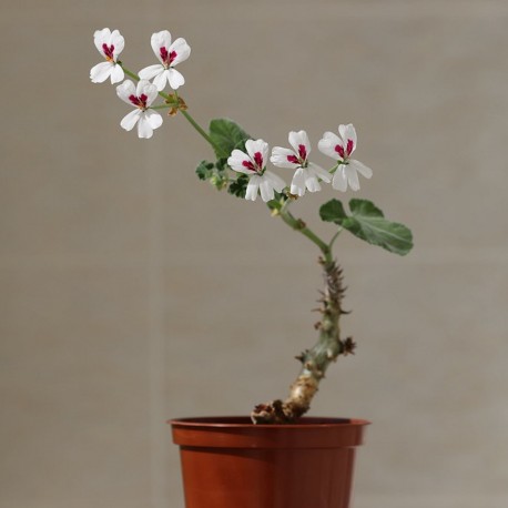 Pelargonium echinatum