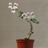Пеларгония Pelargonium echinatum