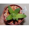 Haworthia maughanii x retusa