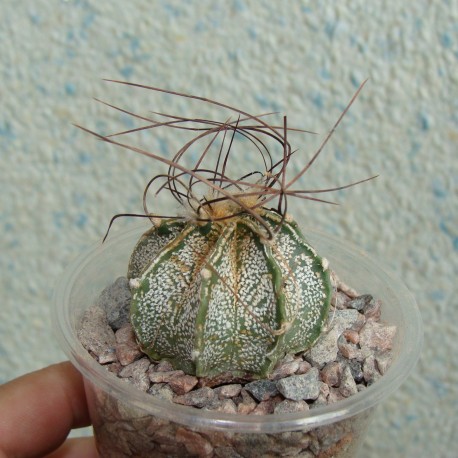 Astrophytum capricorne