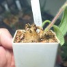 Sinningia warmingii