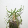 Эуфорбия Euphorbia pugniformis - Галерея