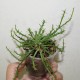 Euphorbia pugniformis