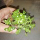 Crassula intermedia