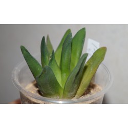Haworthia truncata Prof. Weindtel