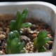 Haworthia obtusa