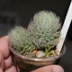 Haworthia tenera  gracilis