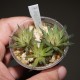 Haworthia tenera  gracilis