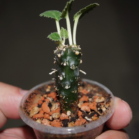 Dorstenia crispa cristata