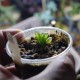 Haworthia obtusa