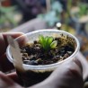 2405 Haworthia obtusa