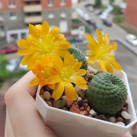 Rebutia Sphinx