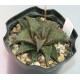 Haworthia tessellata X koelmaniorum, Japan
