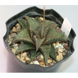 Haworthia tessellata X koelmaniorum, Japan