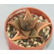 Haworthia tessellata X koelmaniorum, Japan