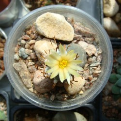 Turbinicarpus flaviflorus