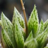 Хавортия Haworthia Sugar Candy x Kegazato