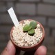 Adromischus nanus