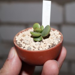 Adromischus nanus