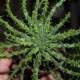 Euphorbia pugniformis