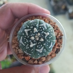 Astrophytum asterias Super Kabuto V-type