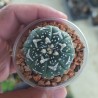 Астрофитум Astrophytum asterias Super Kabuto V-type - Галерея