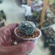 Astrophytum asterias Super Kabuto V-type