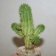 Euphorbia mammillaris