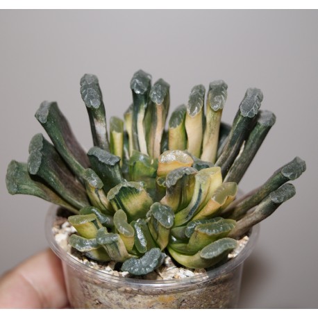 Haworthia truncata Illumination variegata