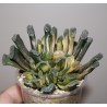 Haworthia truncata Illumination variegata - детка