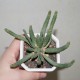 Euphorbia inermis