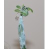 2406 Senecio articulatus